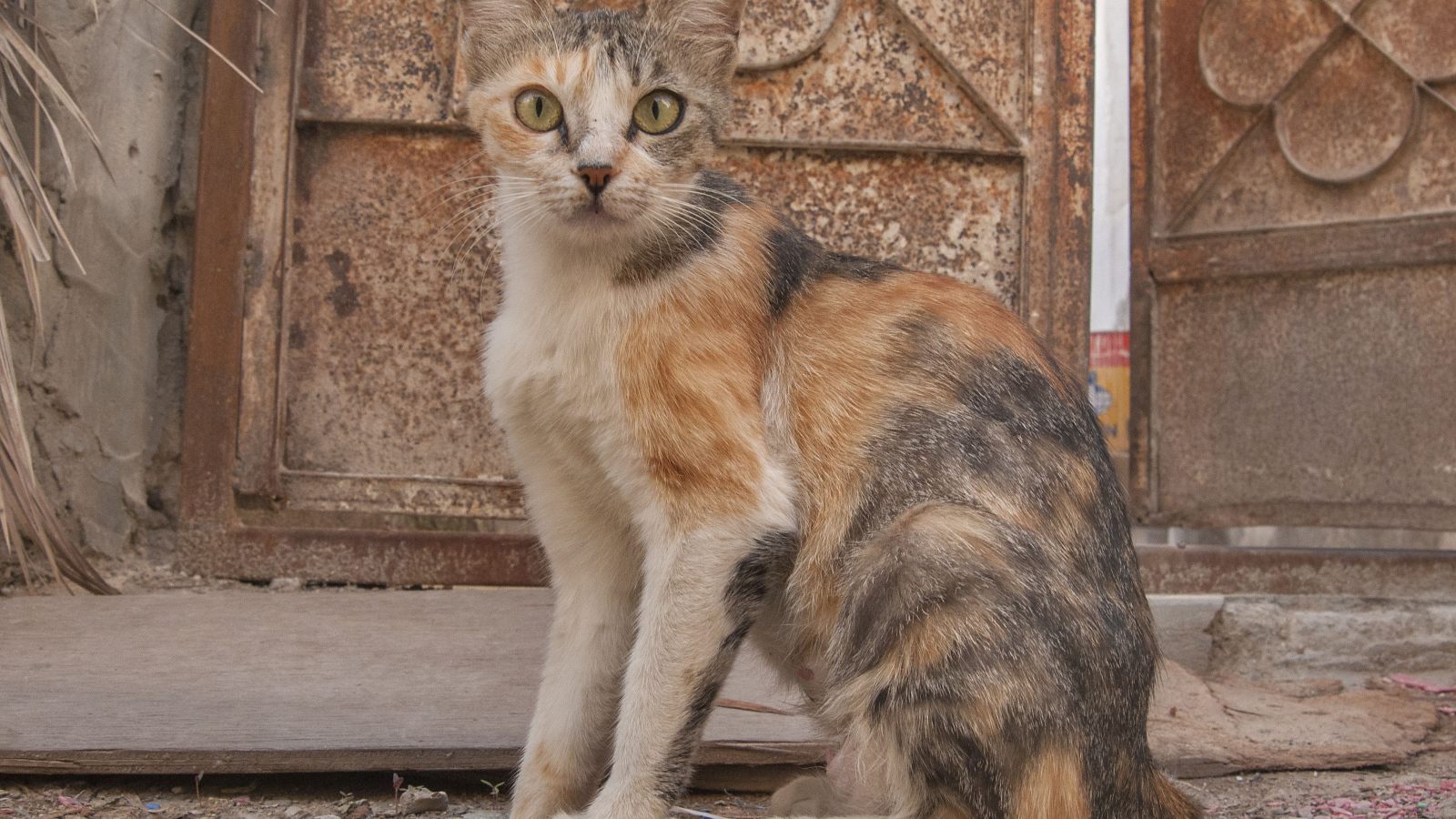 Трехцветный аравийский мау