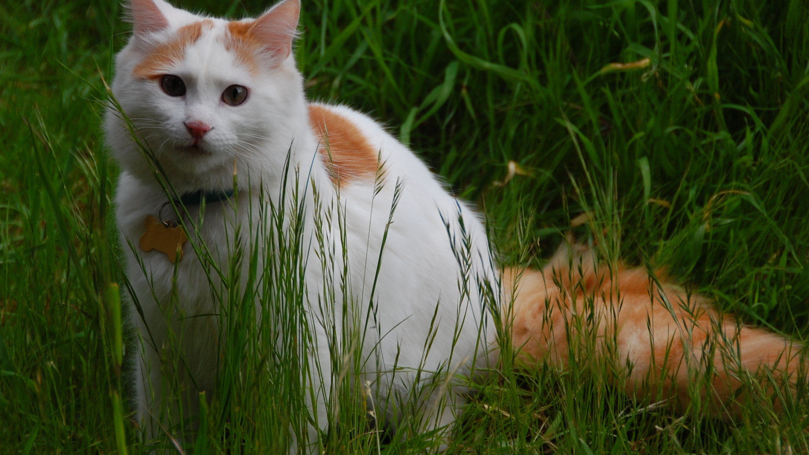 Турецкий ван на природе