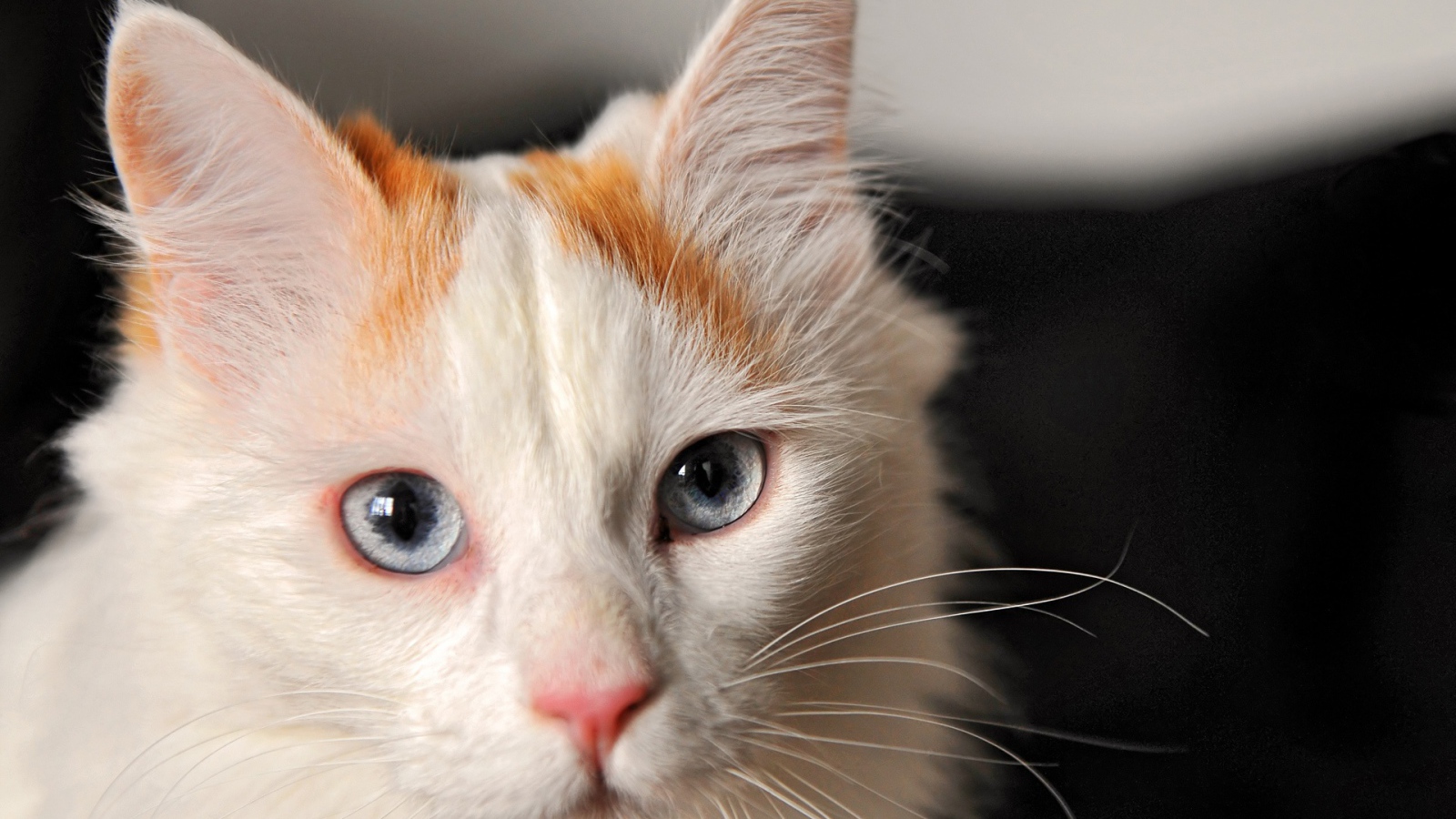 Котенок турецкий ван