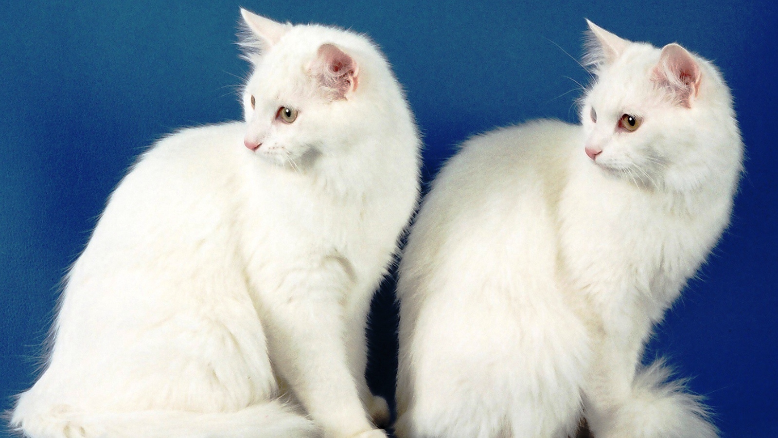 Два кота турецкая ангора