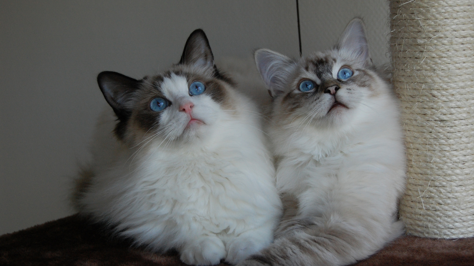 Два кота рэгдолл