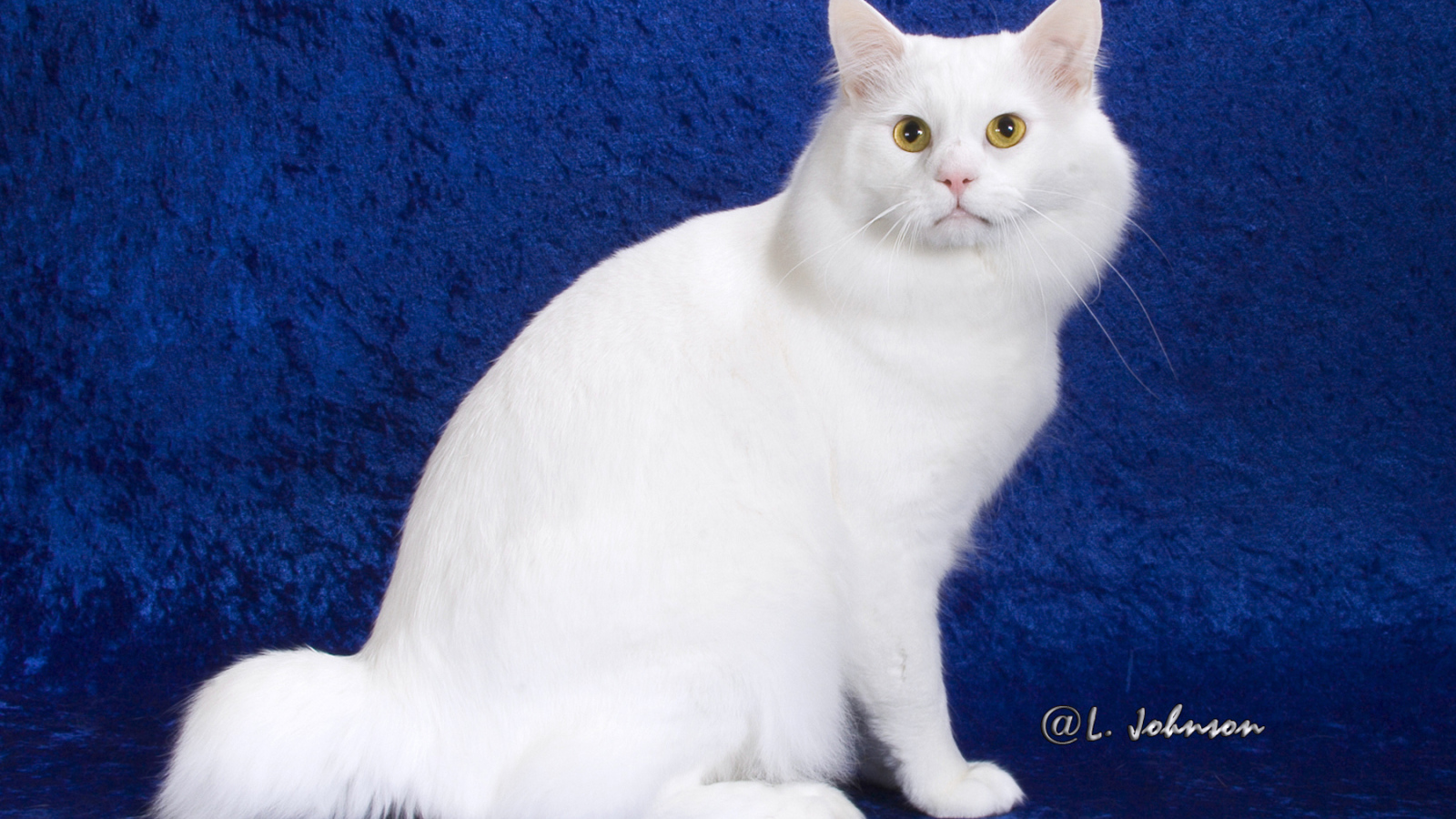 Белый американский бобтейл