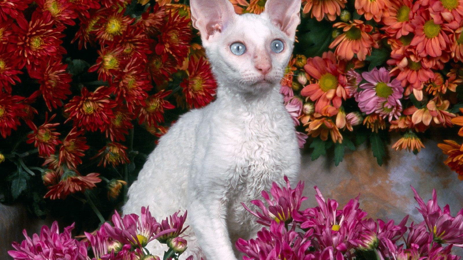 Белый девон-рекс в цветах