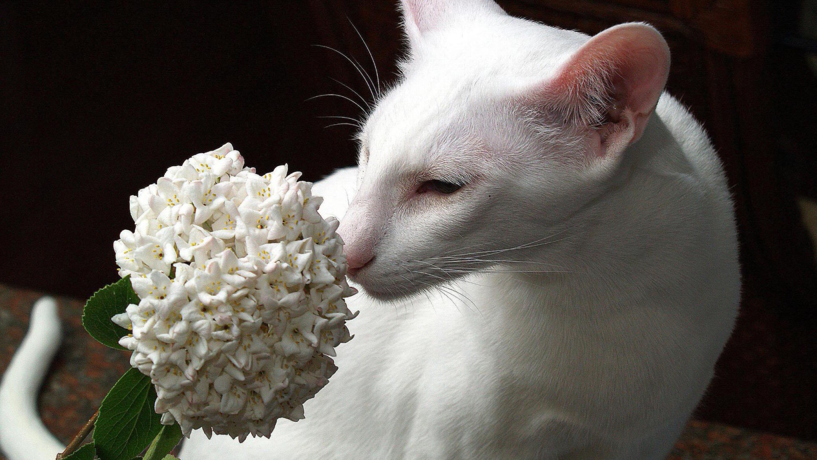 Белая ориентальная короткошерстная кошка