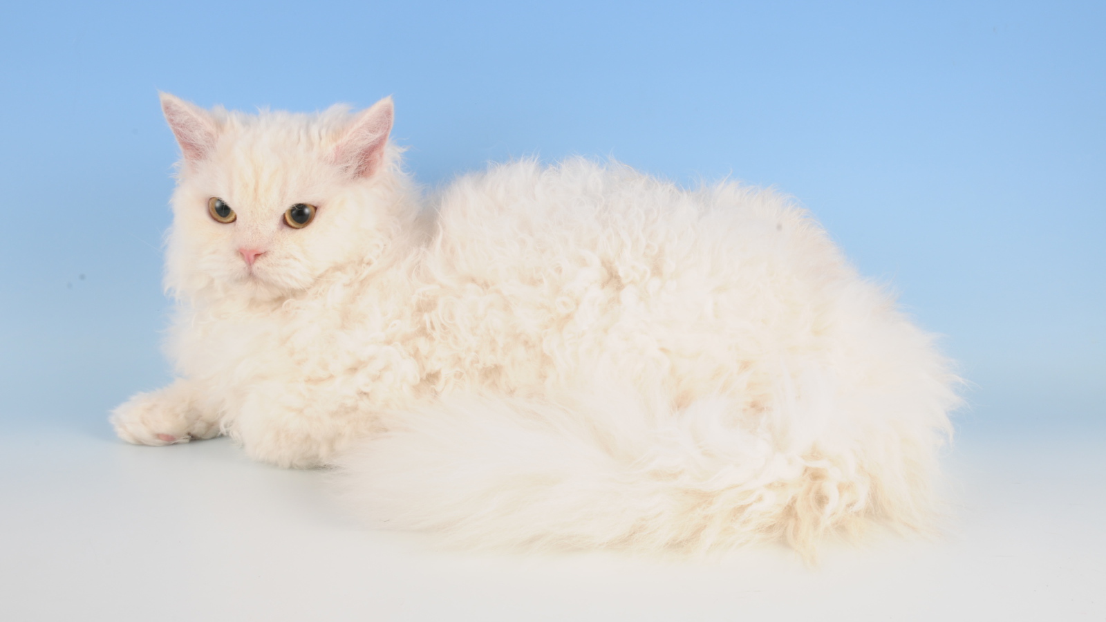 Белый селкирк рекс