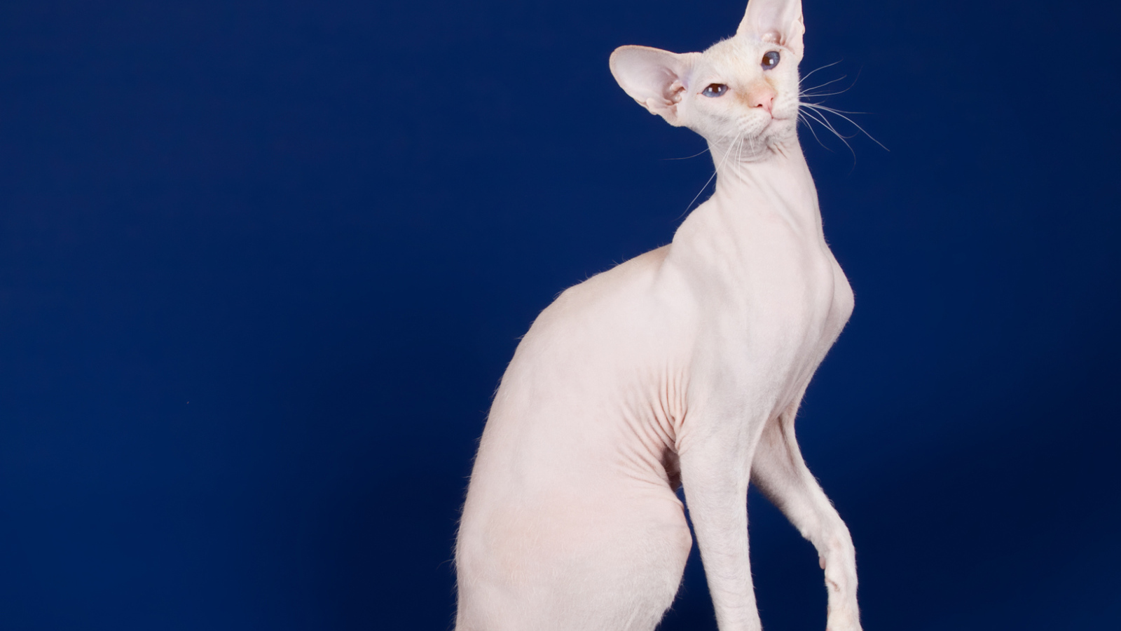 Белый кот петерболд