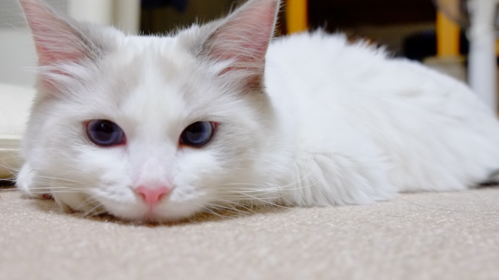 Белый рэгдолл на полу