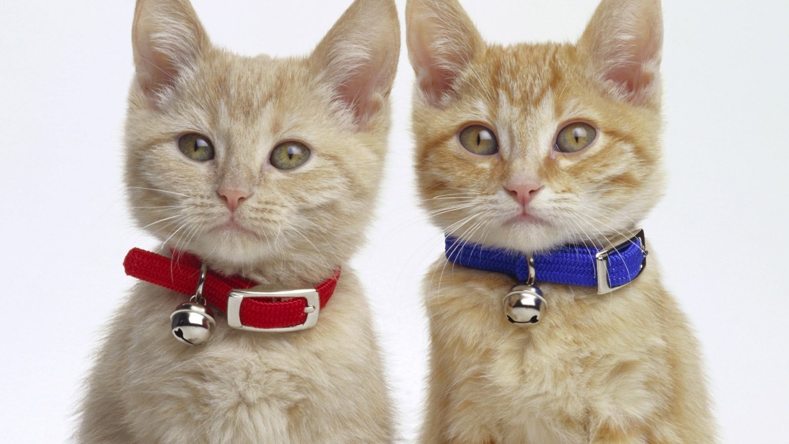 Мальчик и девочка котята