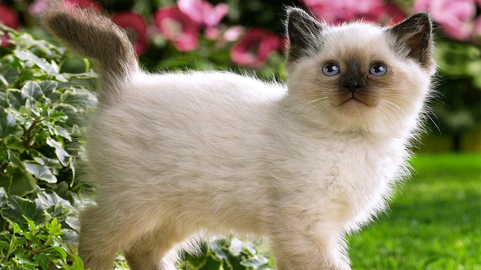 Котенок с черным носом