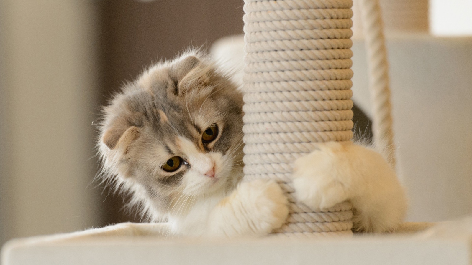 Игривый котенок