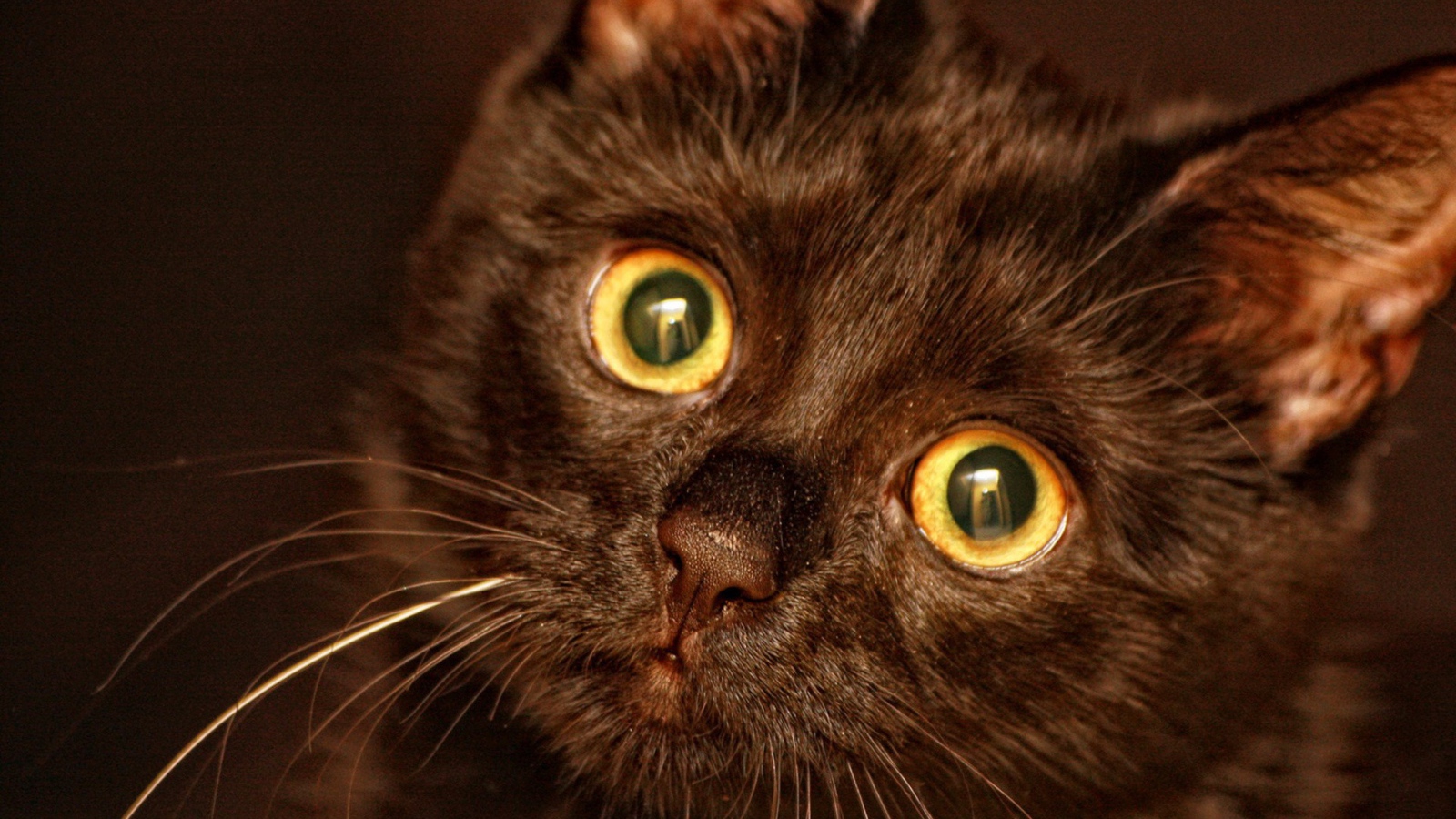 Круглые глаза у кота