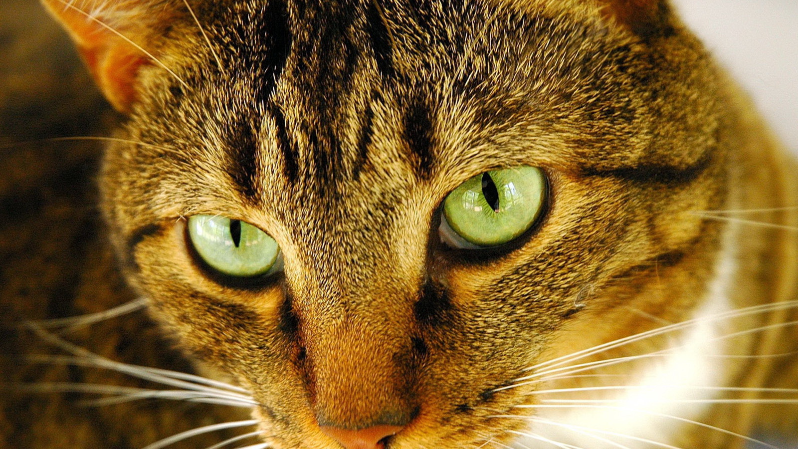 Внимательный взгляд рыжего кота