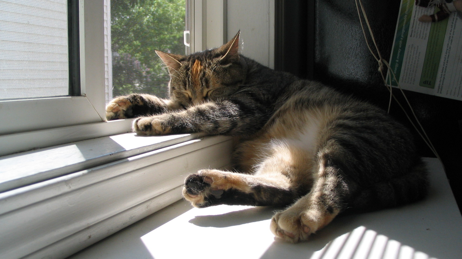 Кот спит у окна
