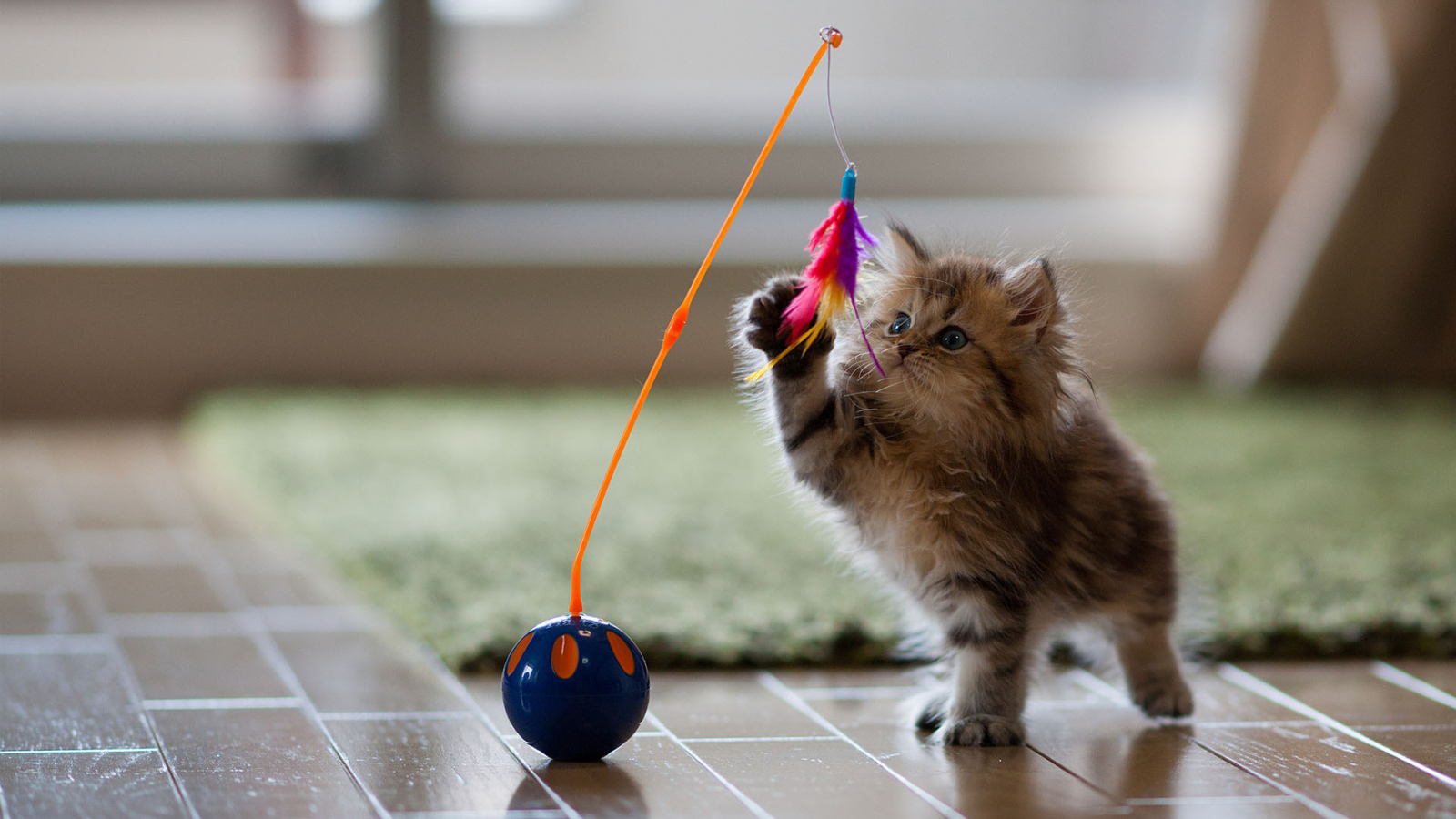 Котенок играет с перьями