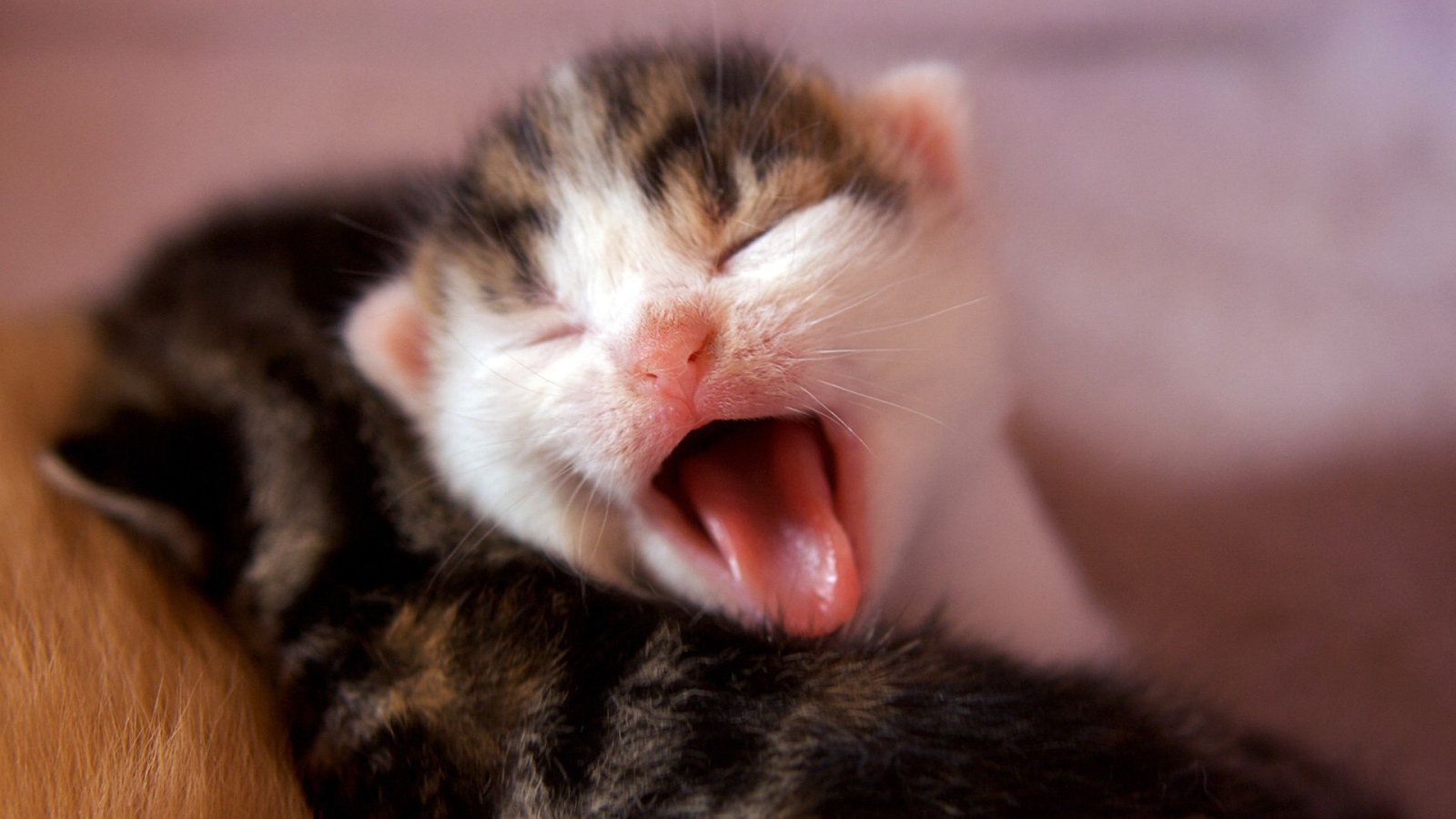 Котенок зевает