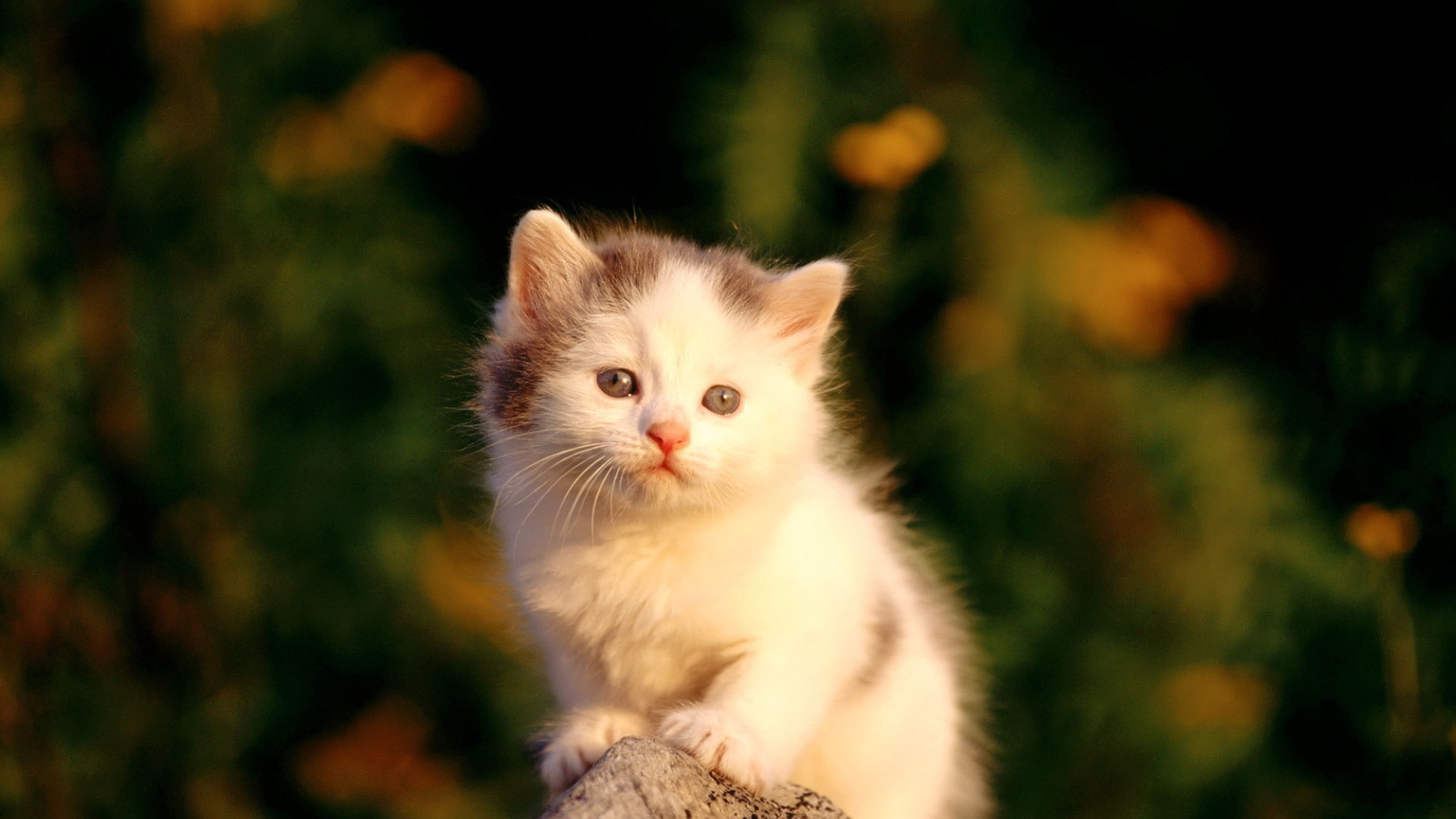 Маленький пушистый котенок