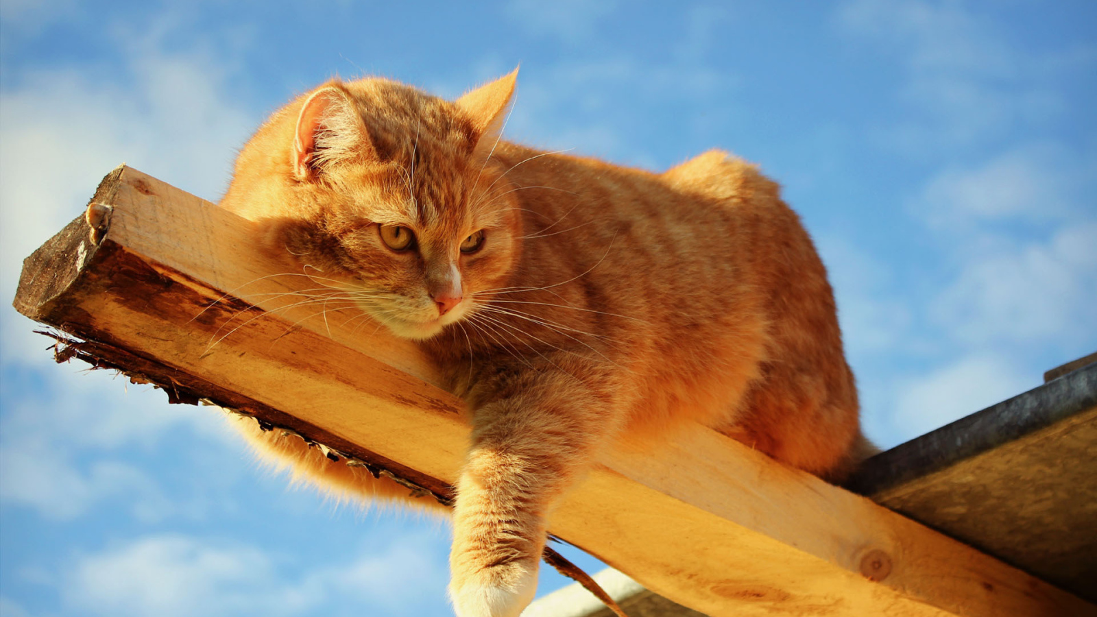 Кот лежит на доске