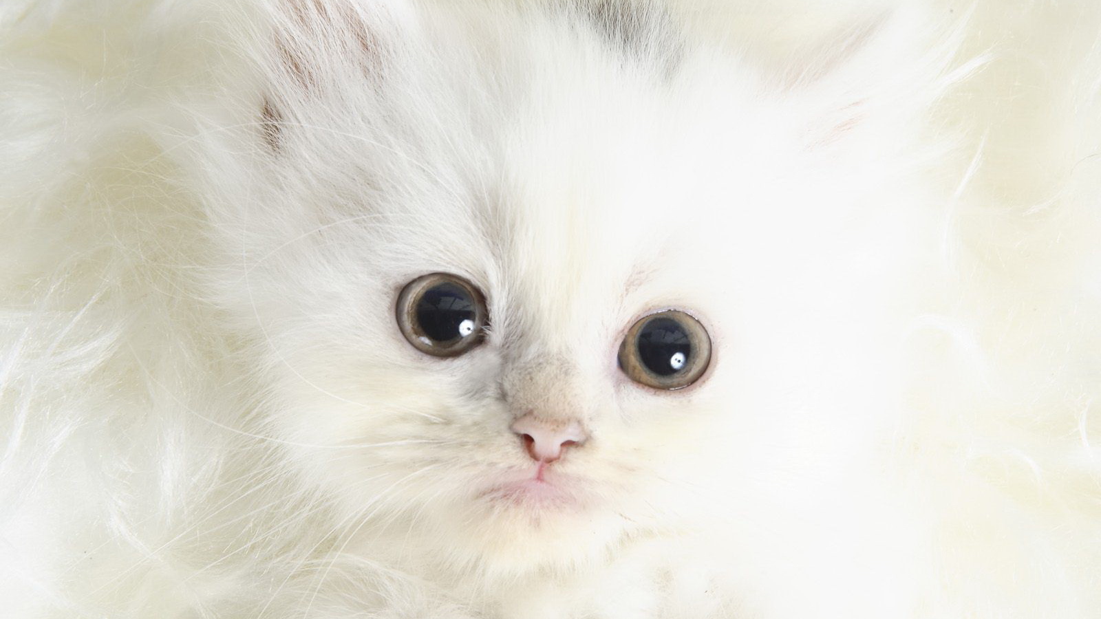 Белый котенок с черными глазами