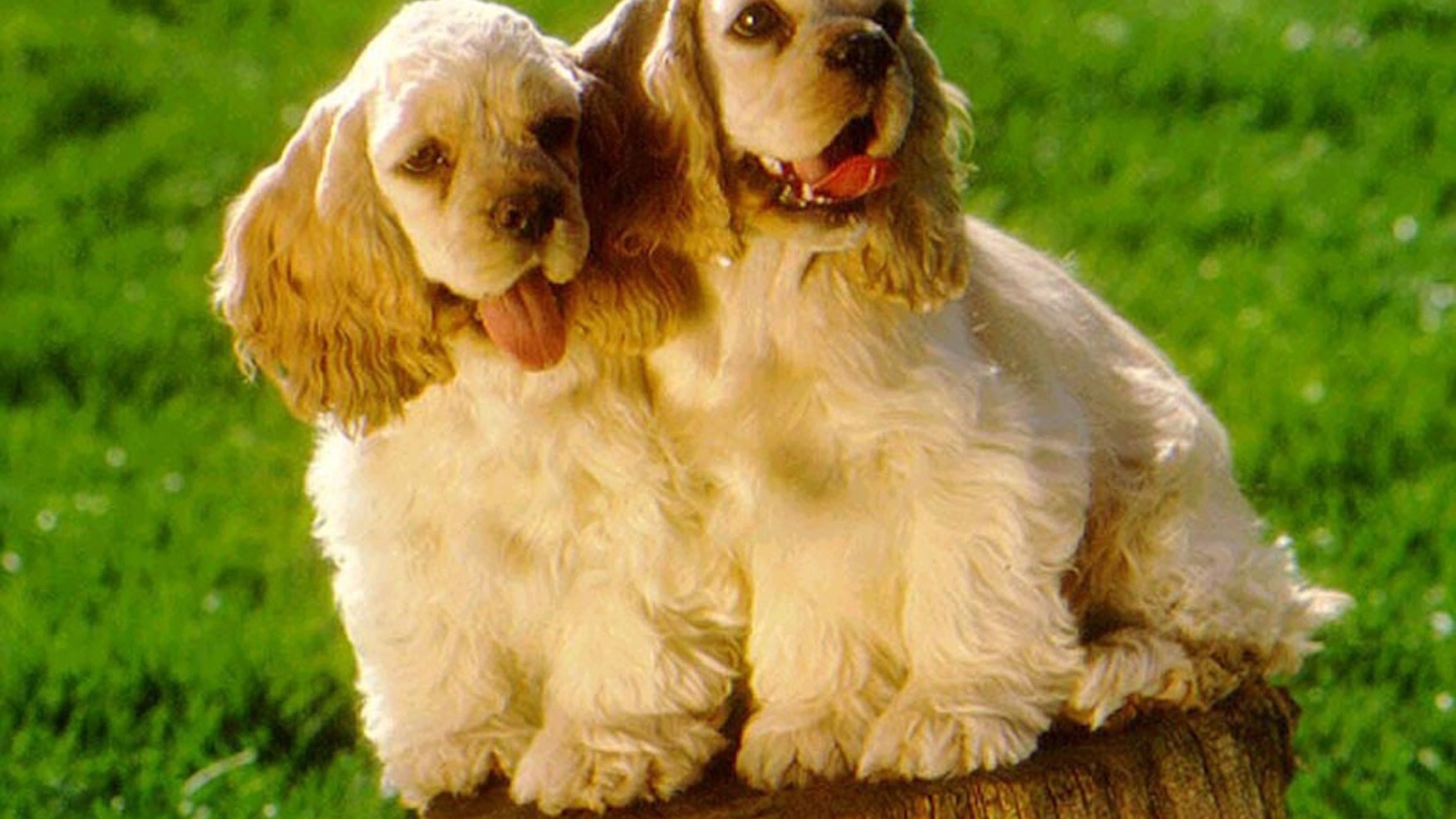 Парочка милых американских кокер спаниелей