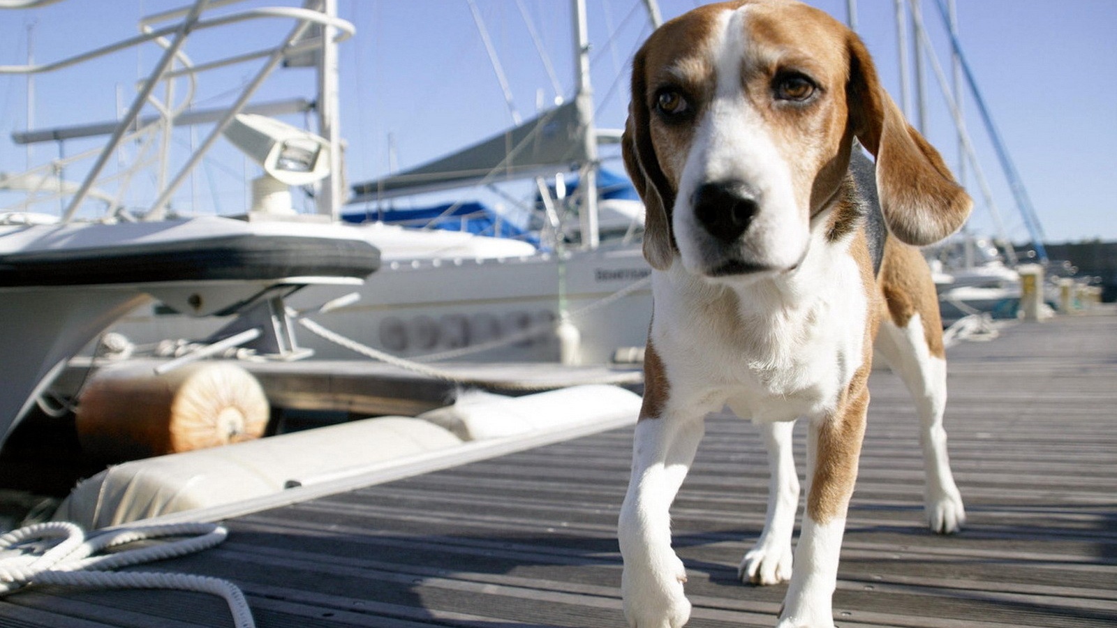 Собака на морском причале