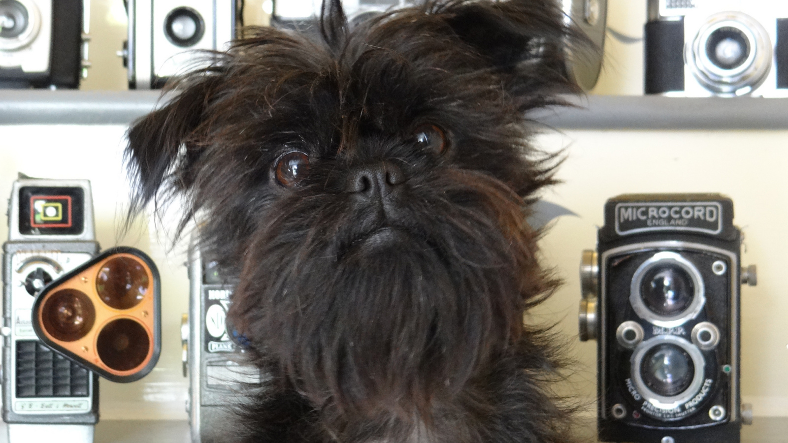 Красивый аффенпинчер