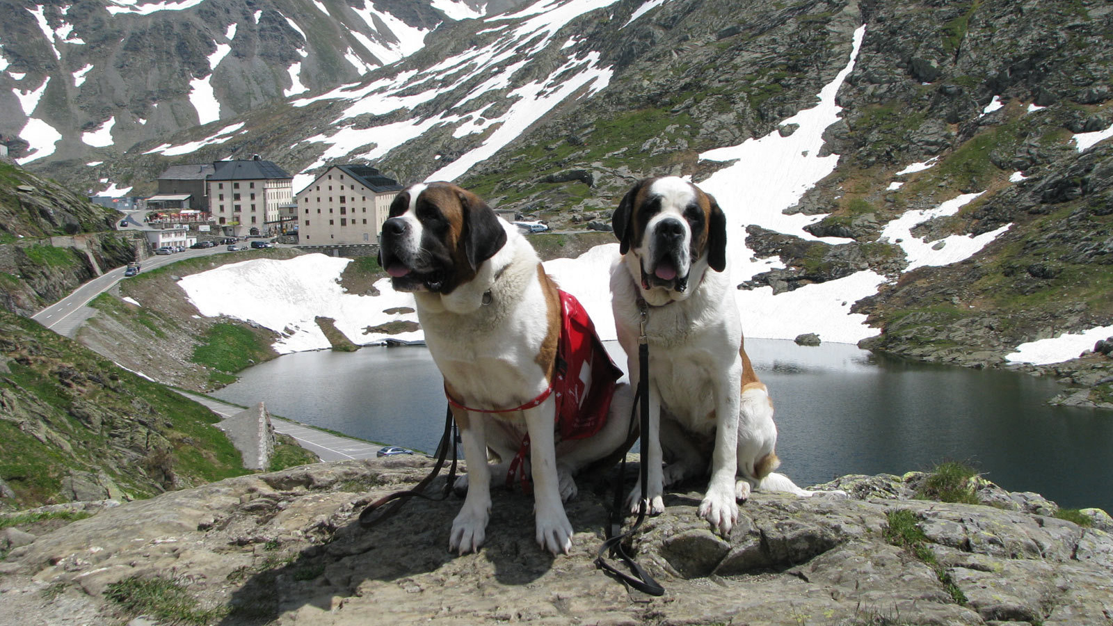 Пара сенбернаров в Швейцарии