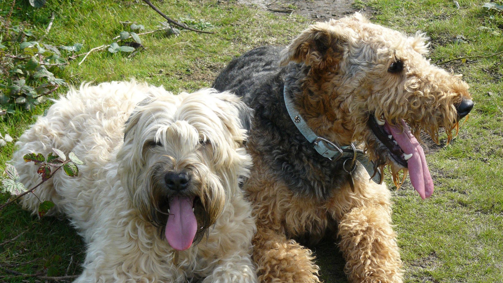 Пара собак эрдельтерьеров