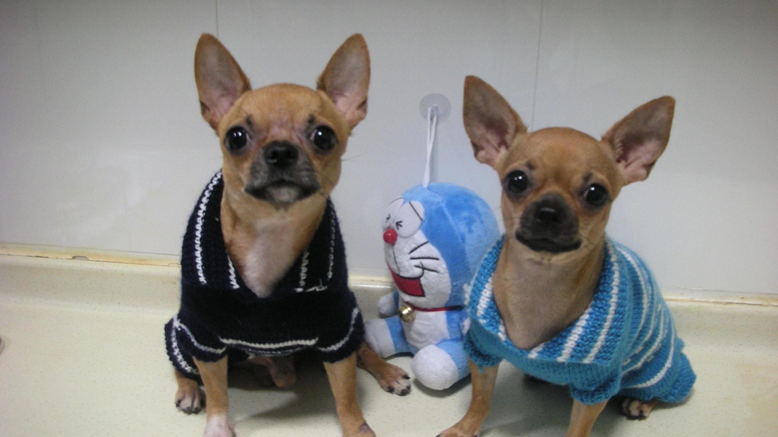 Пара собак чихуахуа