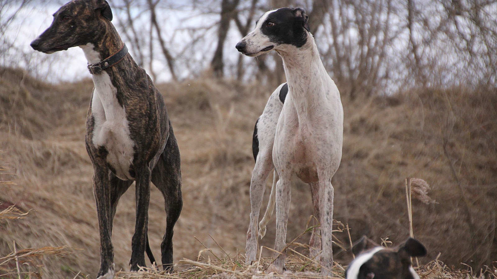 Пара борзых на охоте