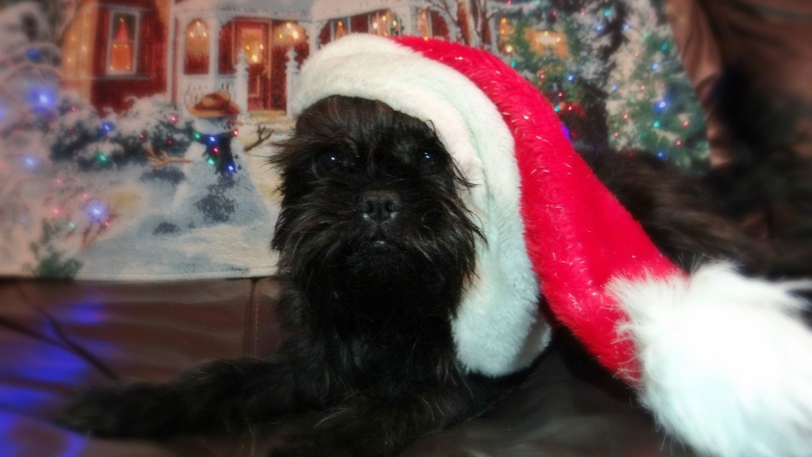 Новогодний наряд аффенпинчера