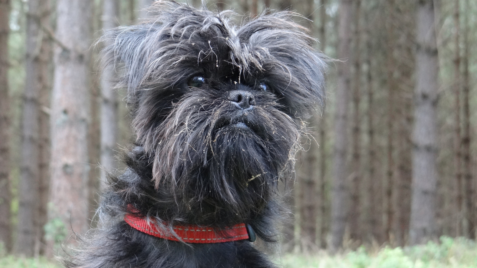 Аффенпинчер на фоне деревьев