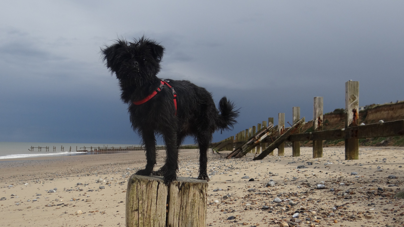 Аффенпинчер на пляже