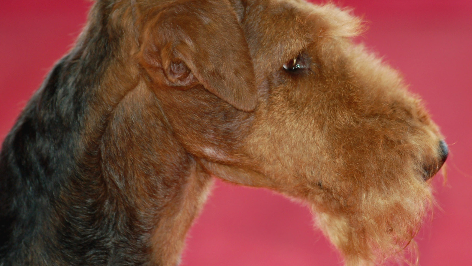 Эрдельтерьер на розовом фоне