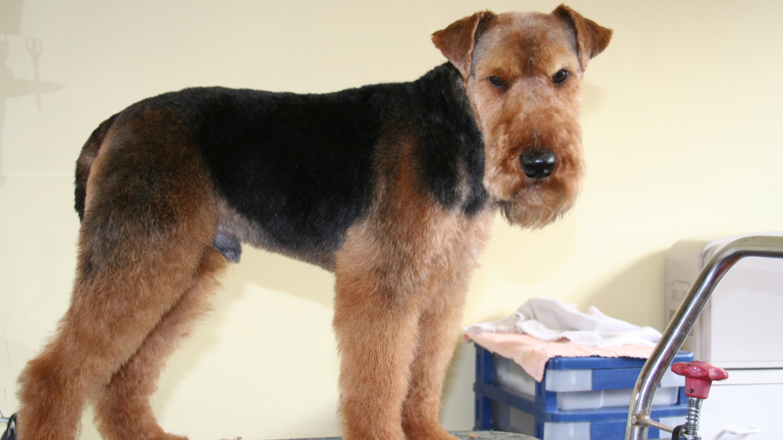 Эрдельтерьер на приеме у ветеринара