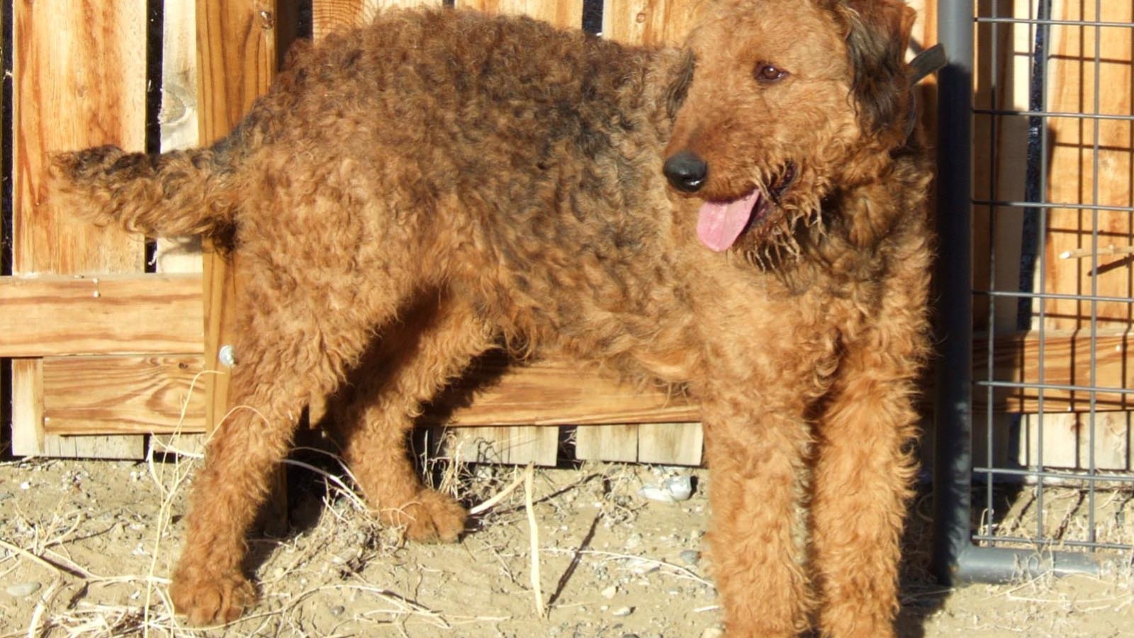 Эрдельтерьер у деревянного забора