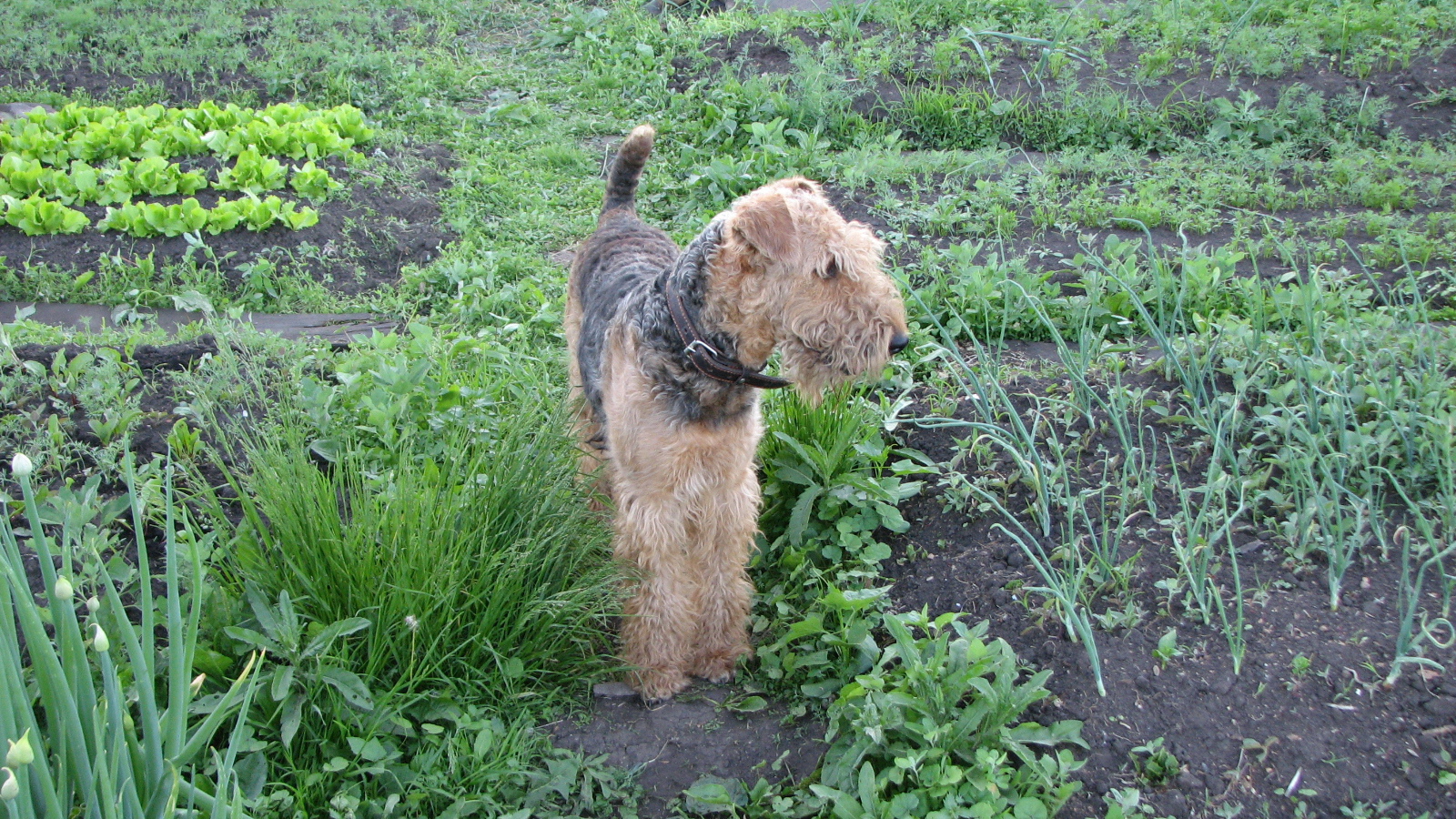 Собака эрдельтерьер в огороде