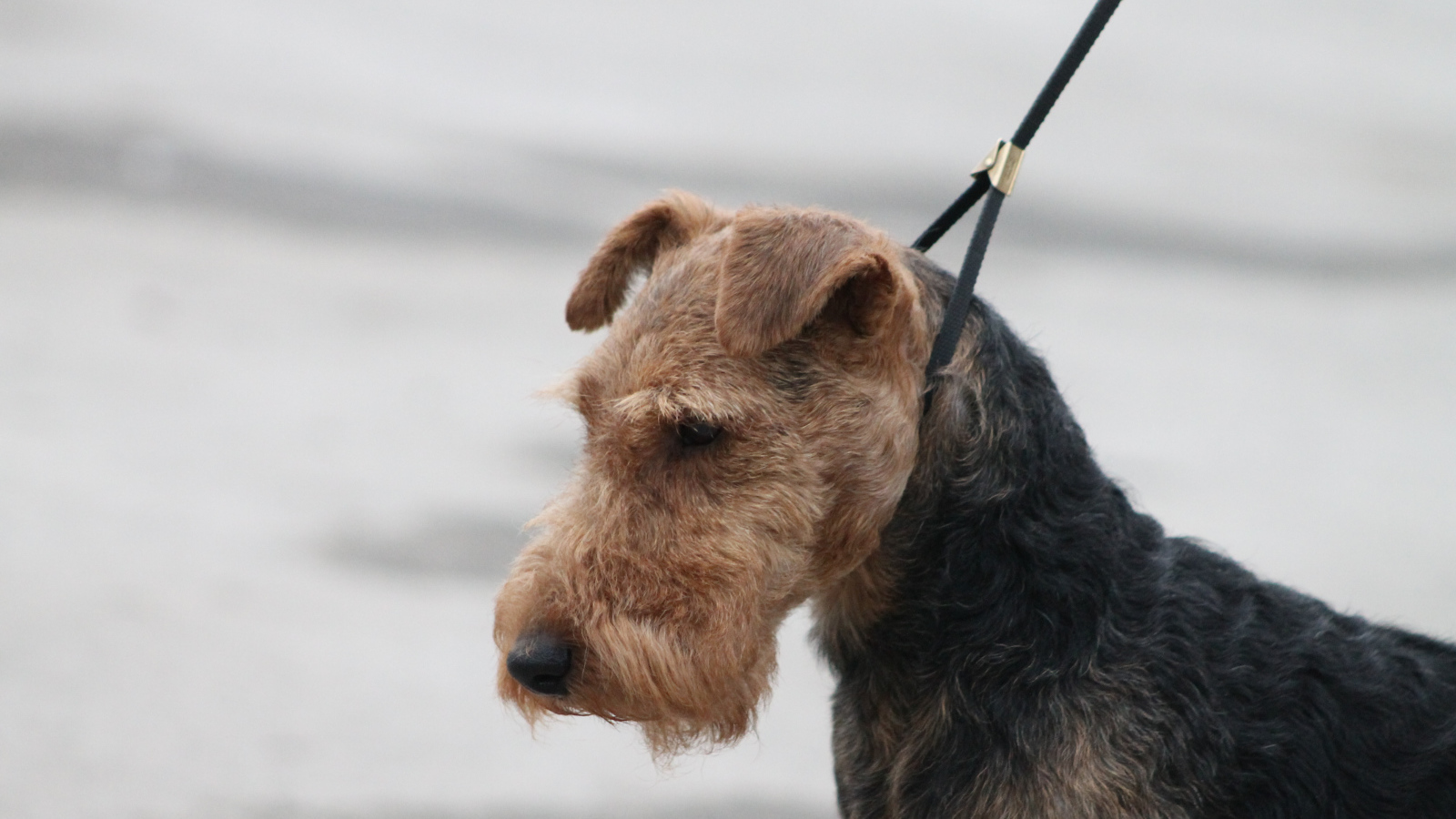 Пес эрдельтерьер на поводке