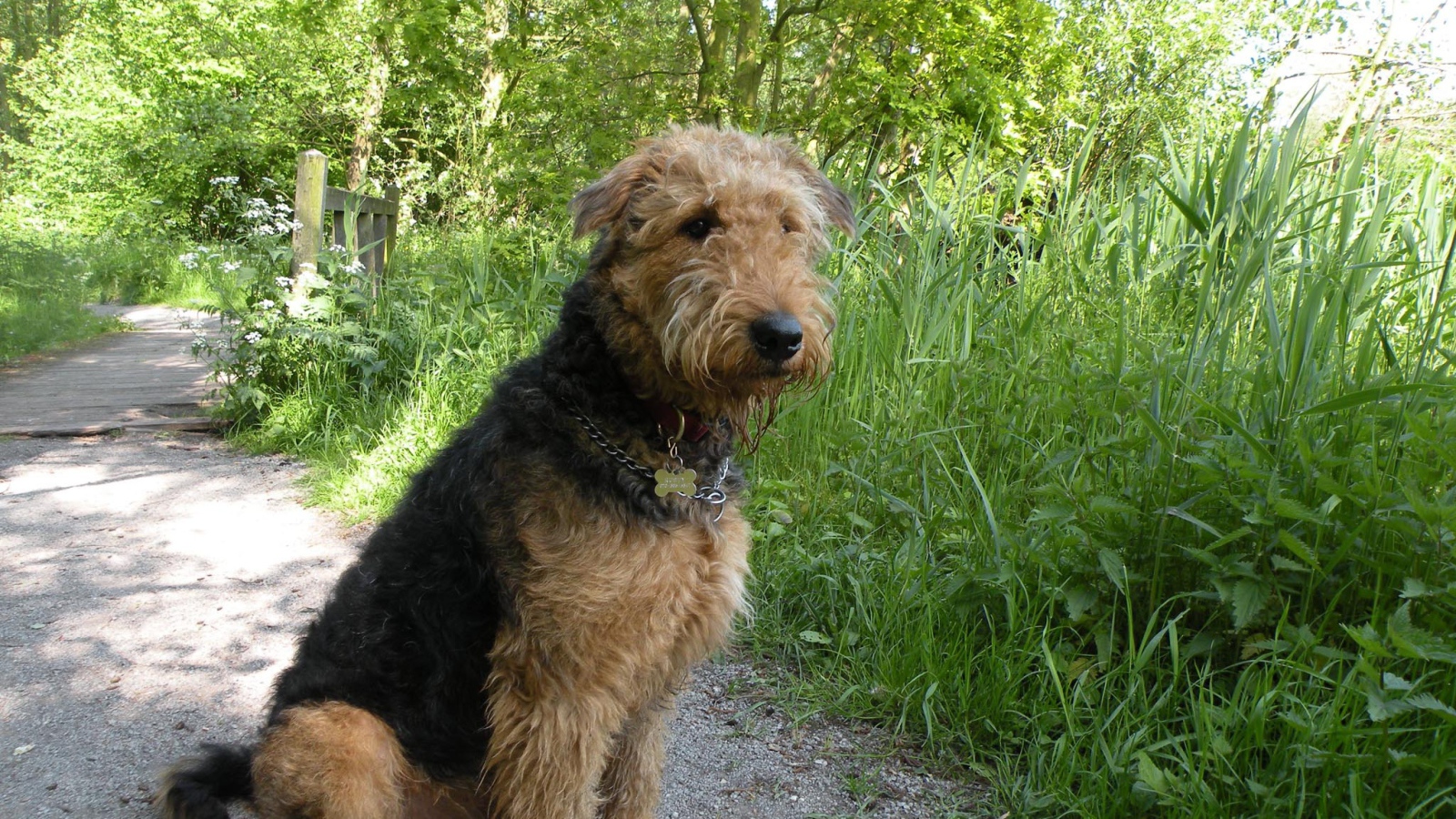 Собака эрдельтерьер сидит