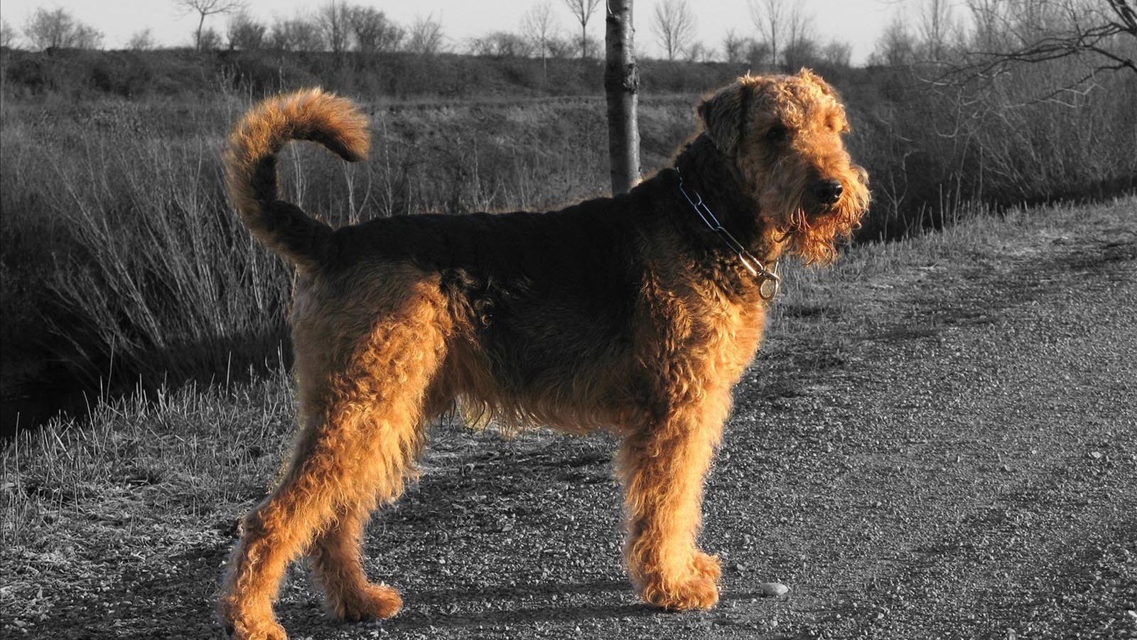 Пес эрдельтерьер за городом