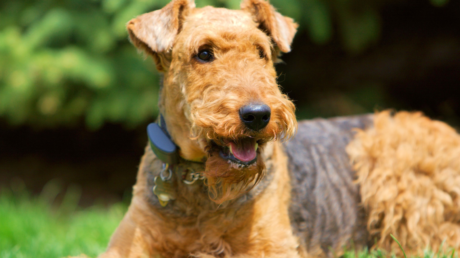 Улыбающийся эрдельтерьер на траве