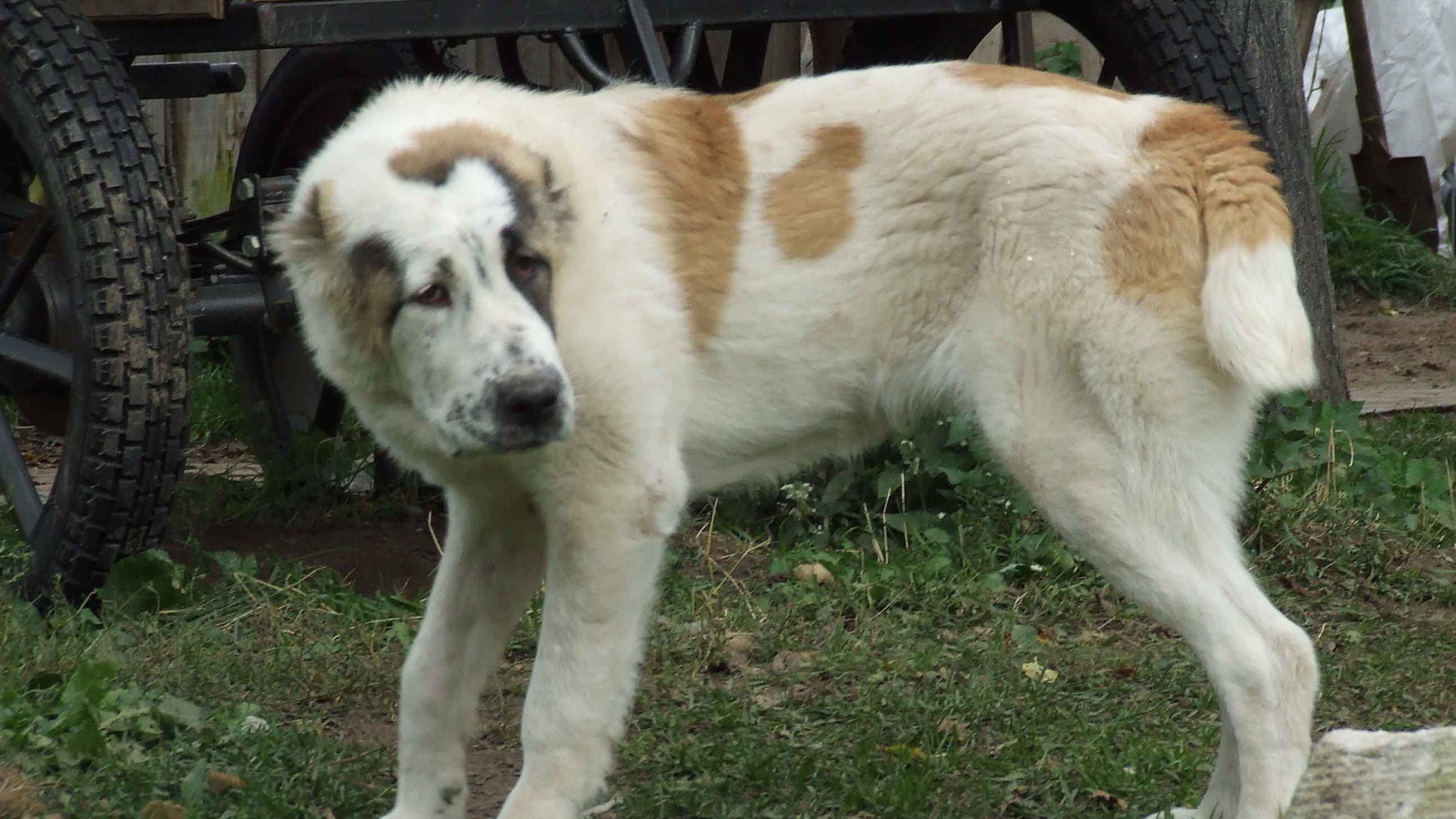 Алабай заискивает перед хозяином