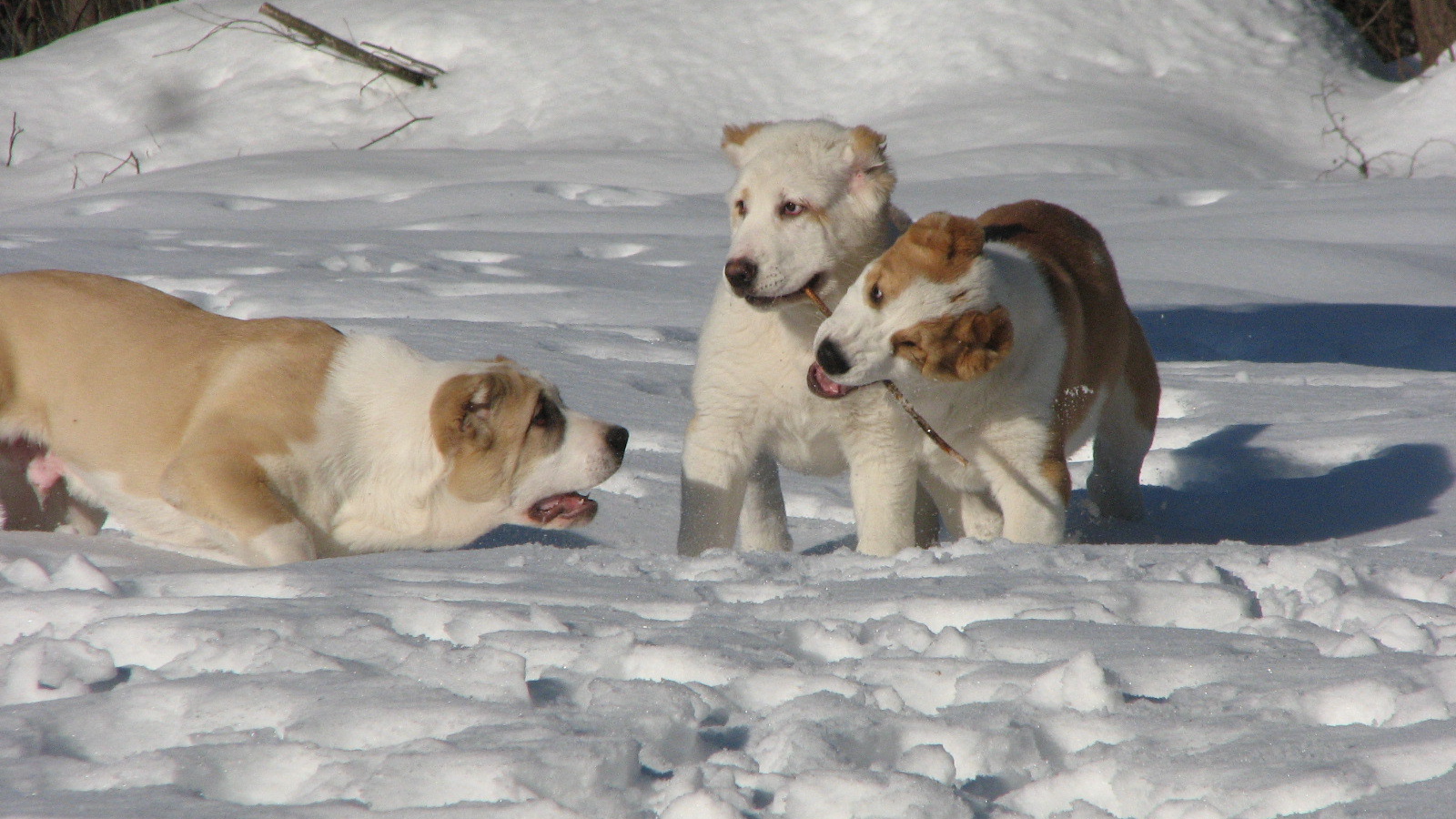 Алабаи играют в снегу