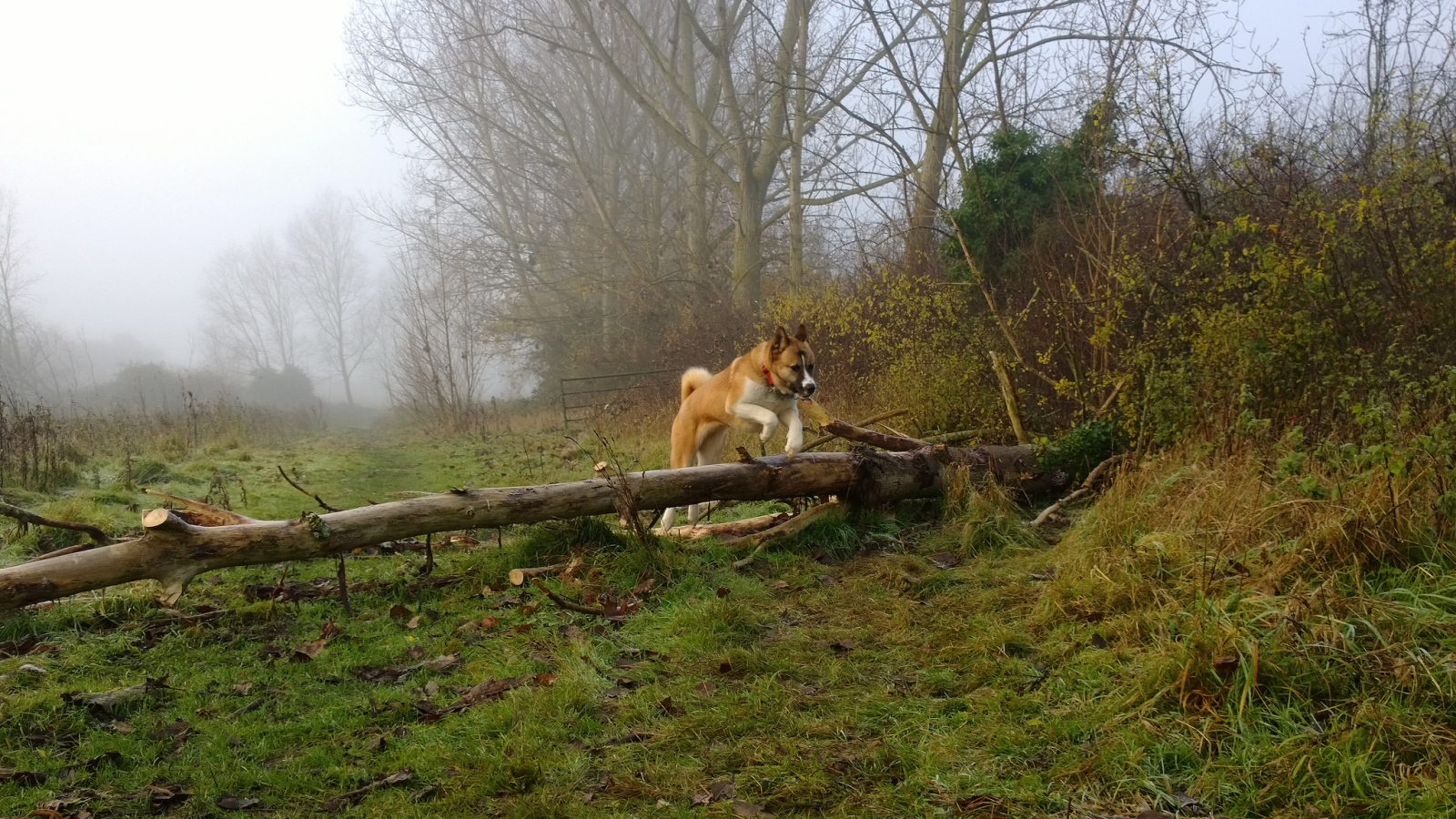 Американская акита прыгает через препятствие