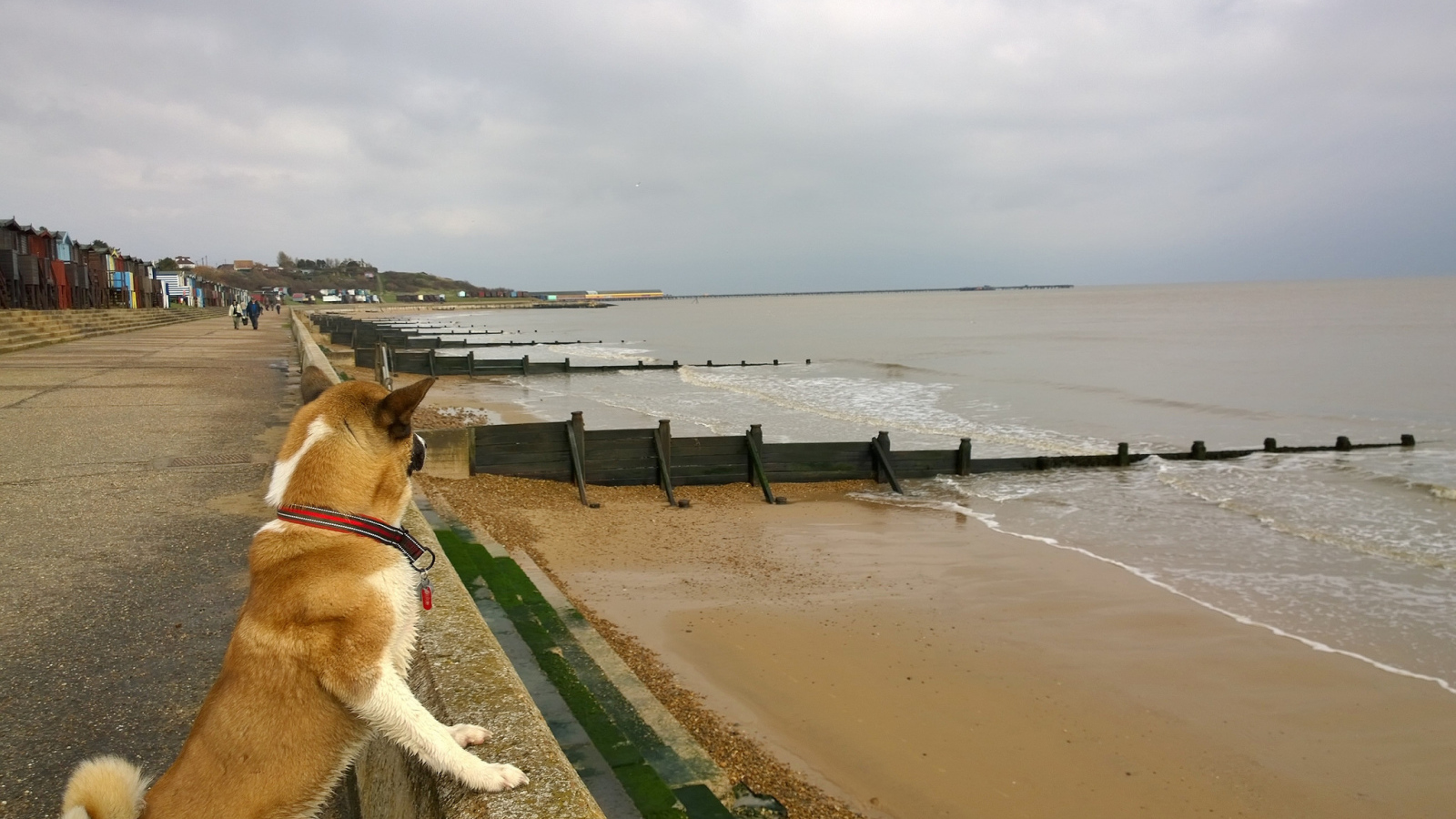 Американская акита на пляже