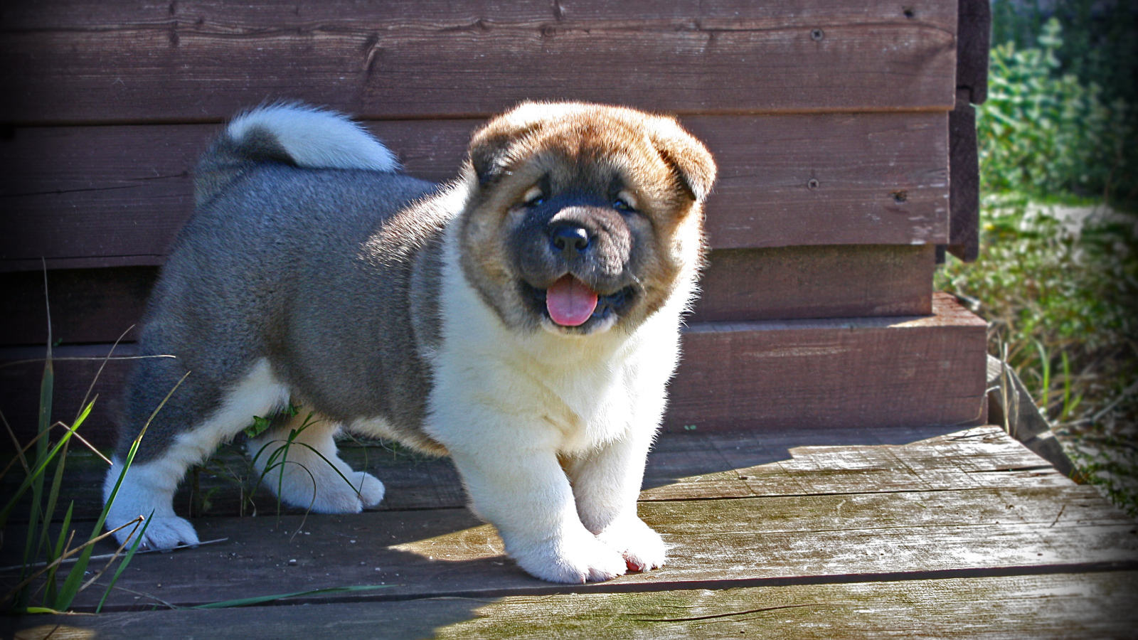 Американская акита показывает язык