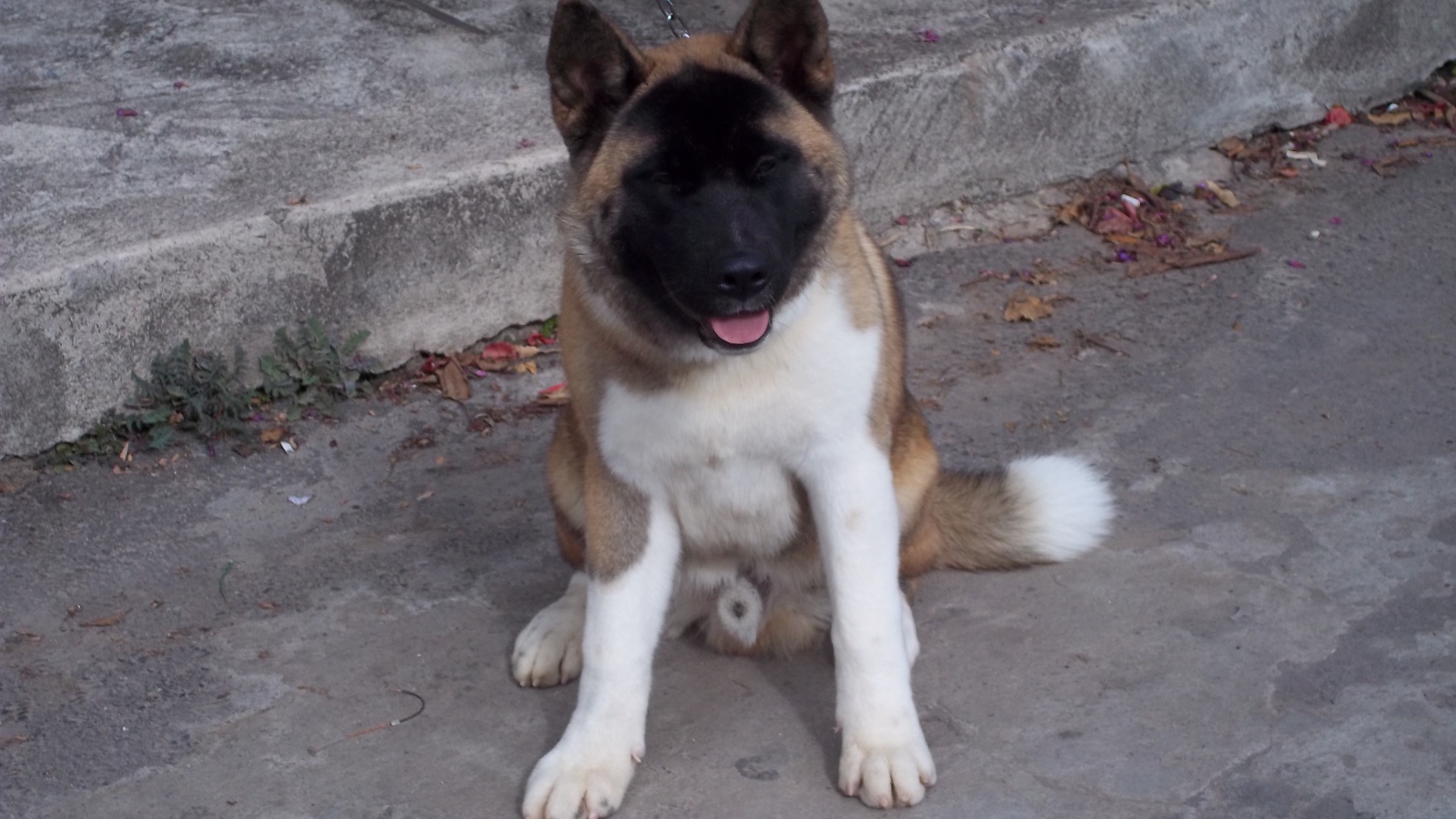 Американская акита сидит на цепи