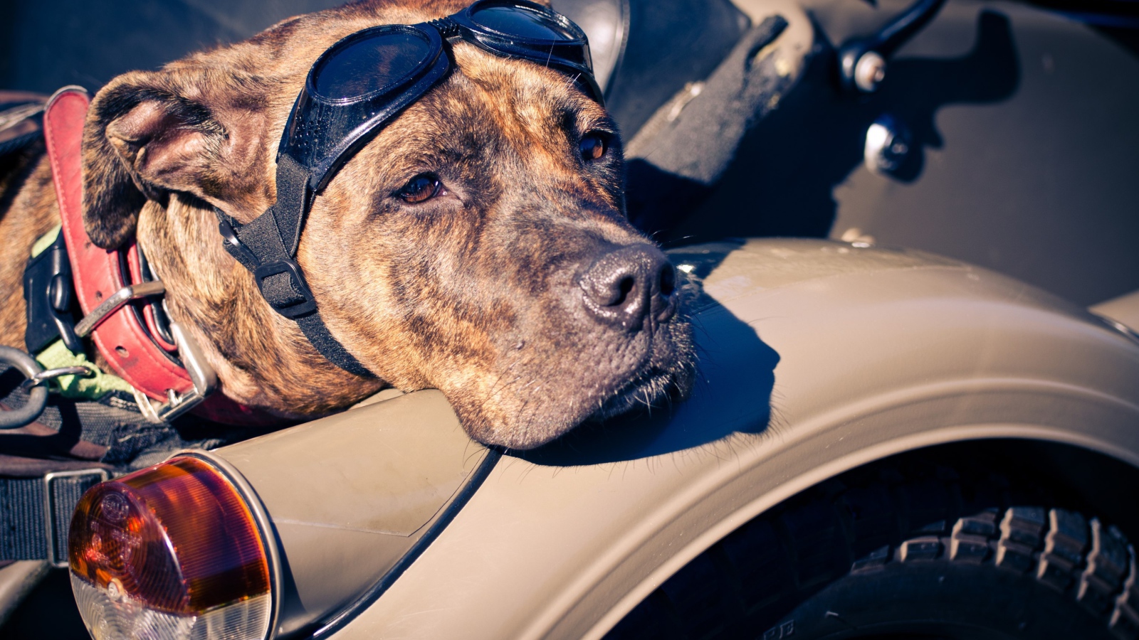 Американский стаффордширский терьер в мотоцикле