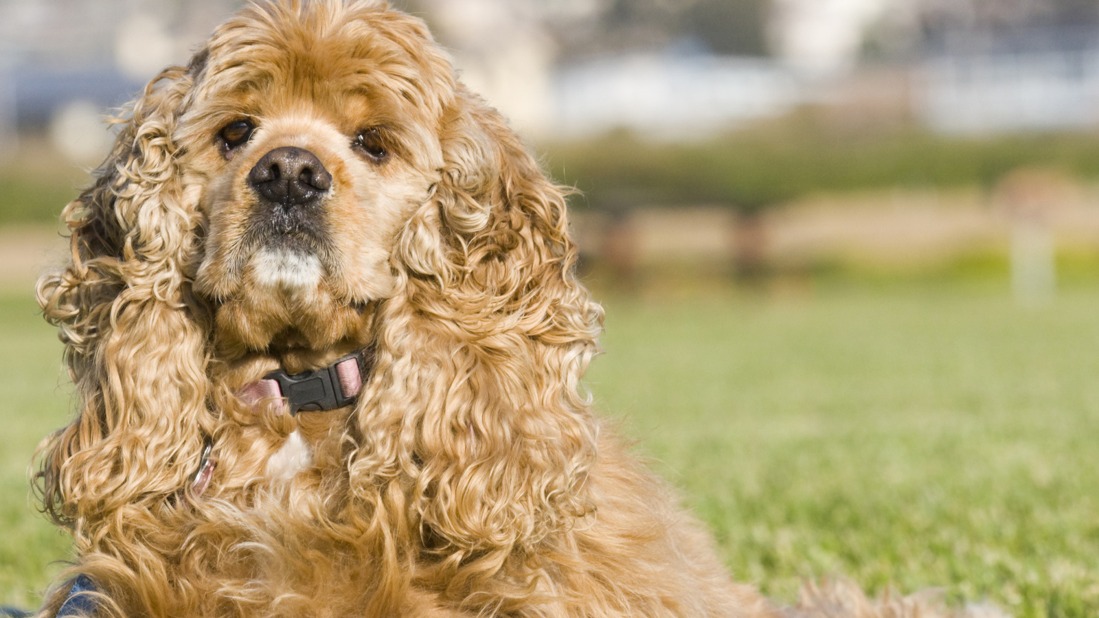 Американский кокер спаниель