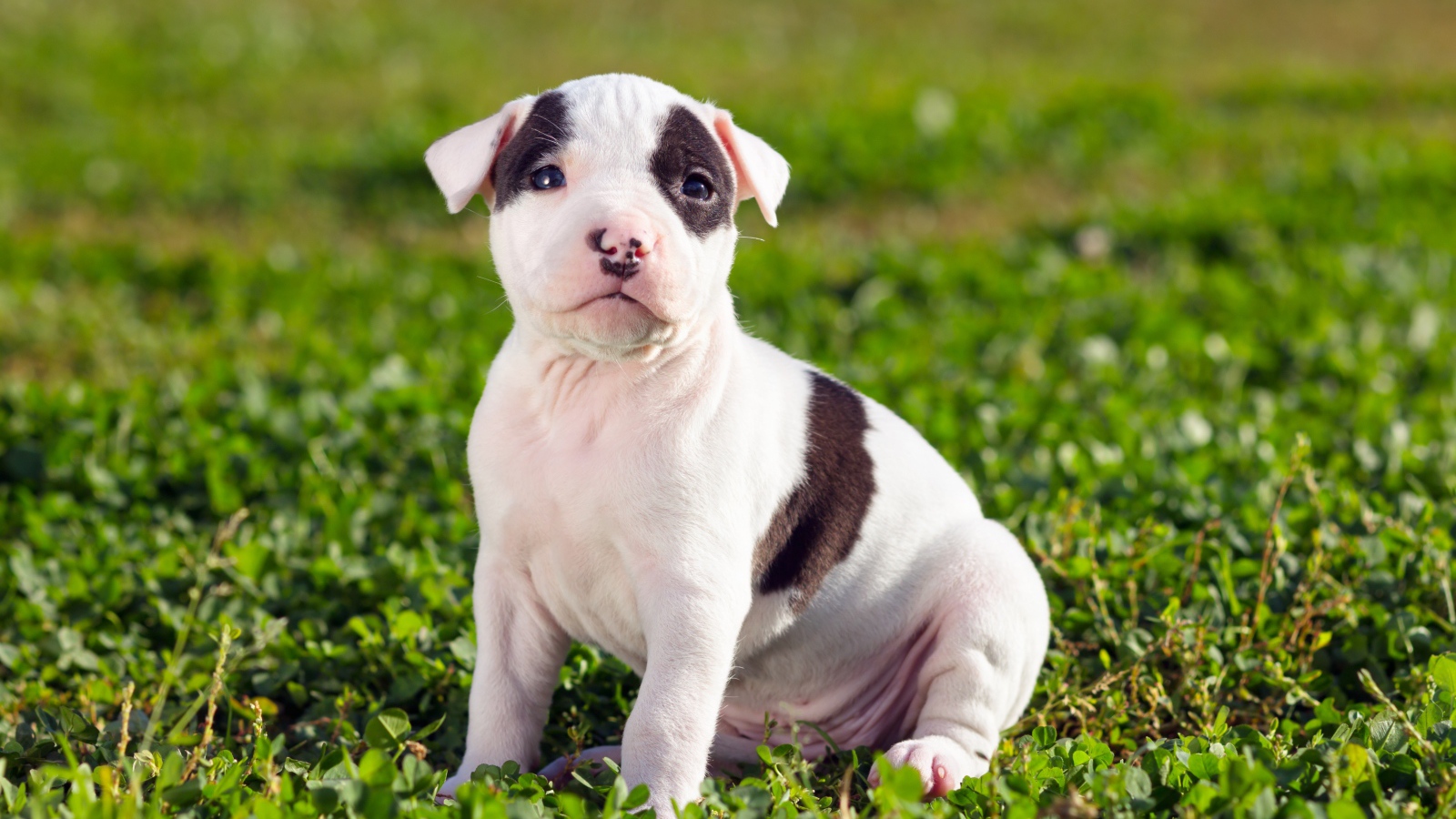 Щенок американского стаффордширского терьера