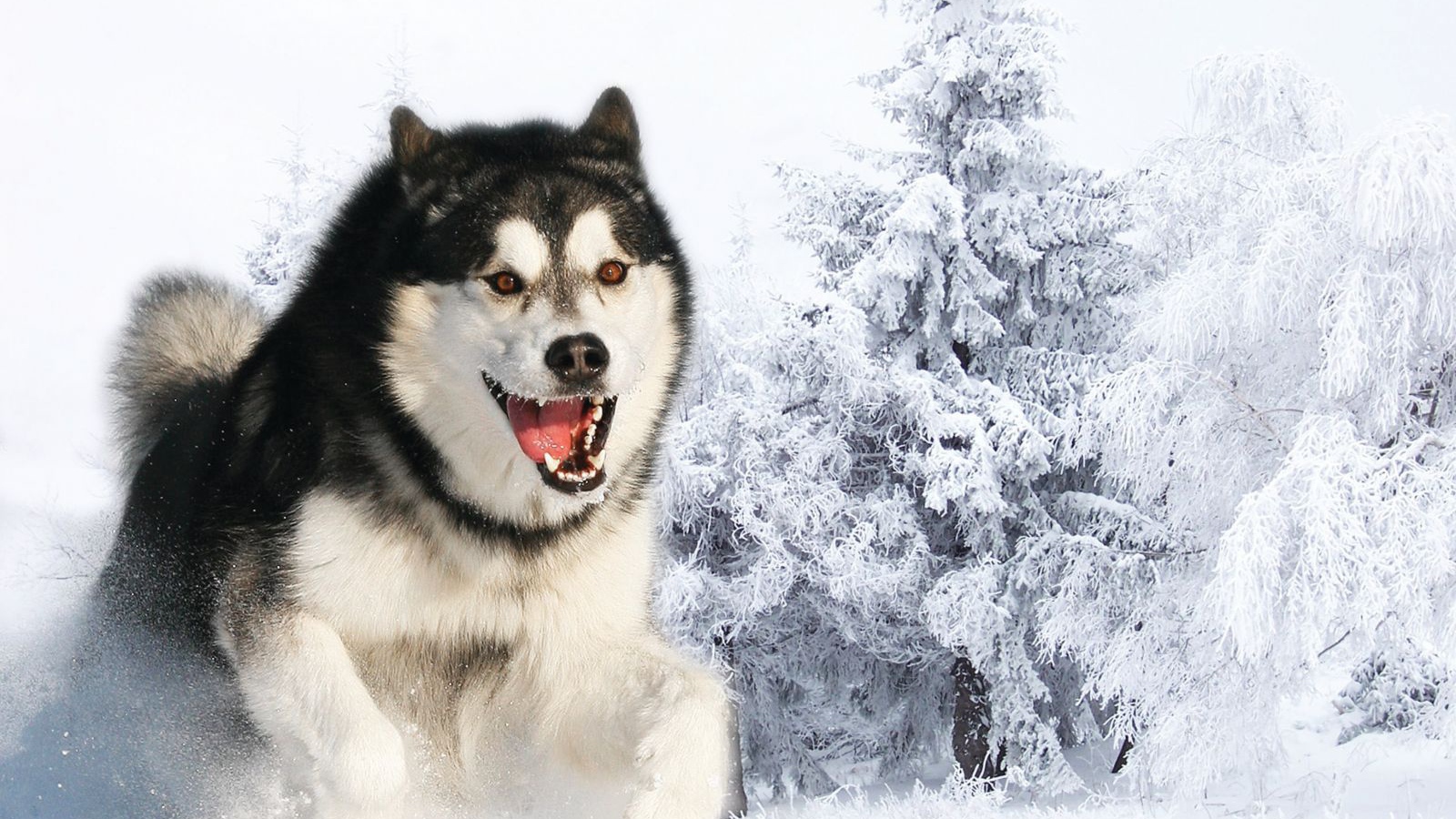 Злая собака лайка